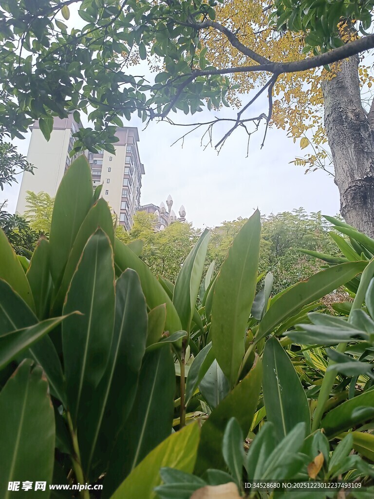 绿意盎然的户外植物景观