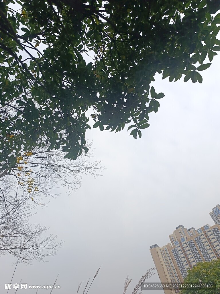 树梢下的城市天际线