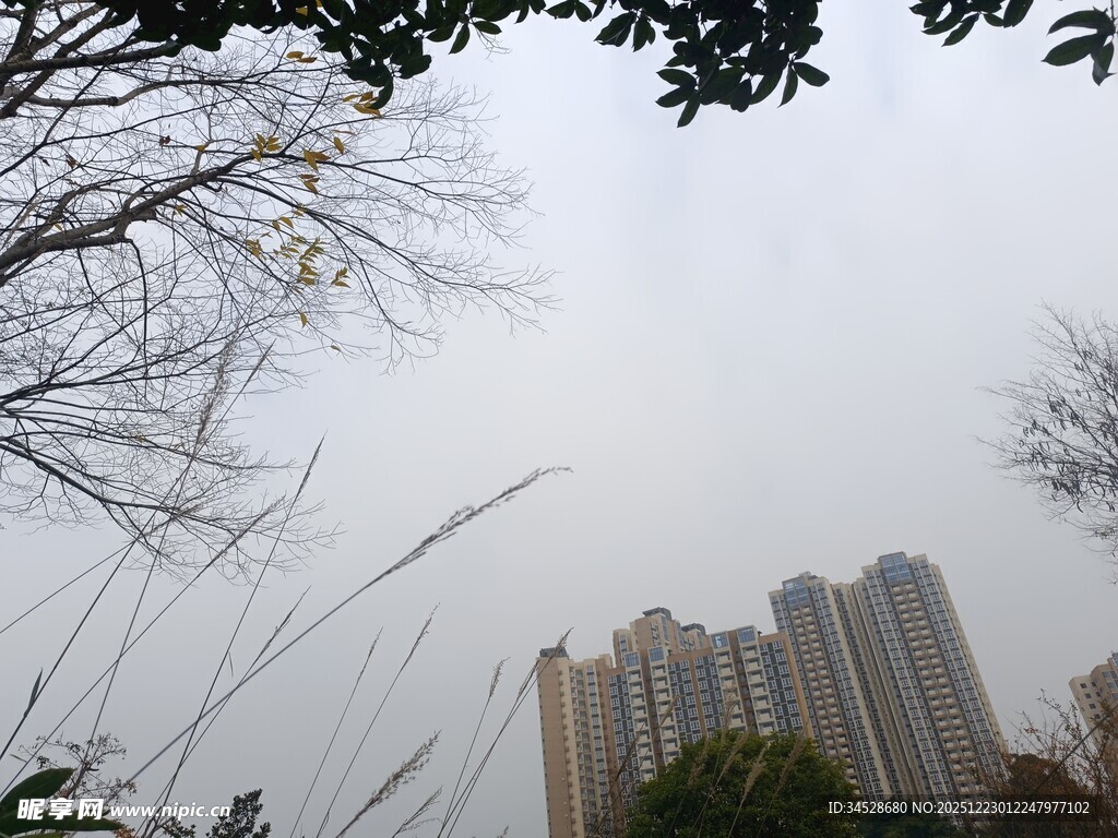 城市高楼与近处绿植景观