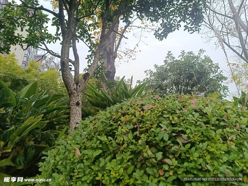 绿意盎然的树木与灌木丛