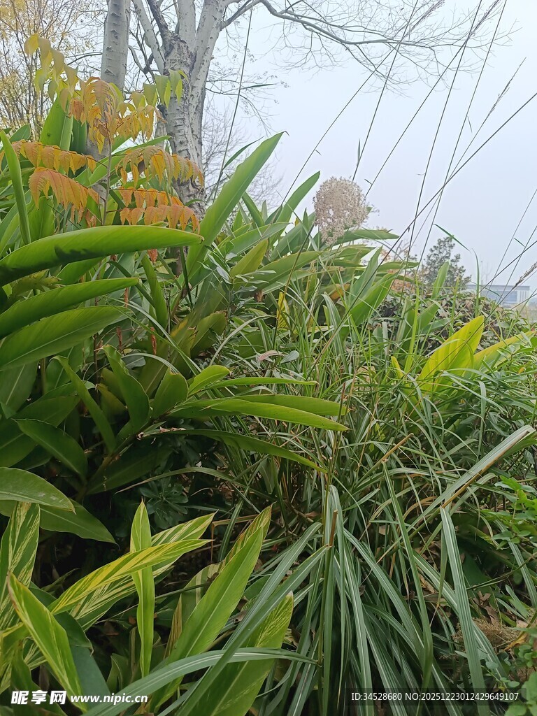 雨中葱郁绿植景观