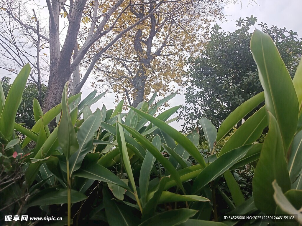 绿叶间的树木景致