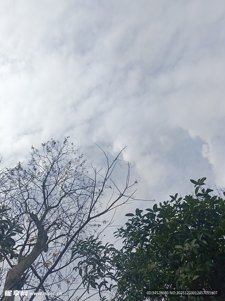 天空下的树木与云层