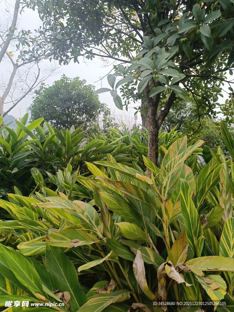 雨中葱郁绿植景观