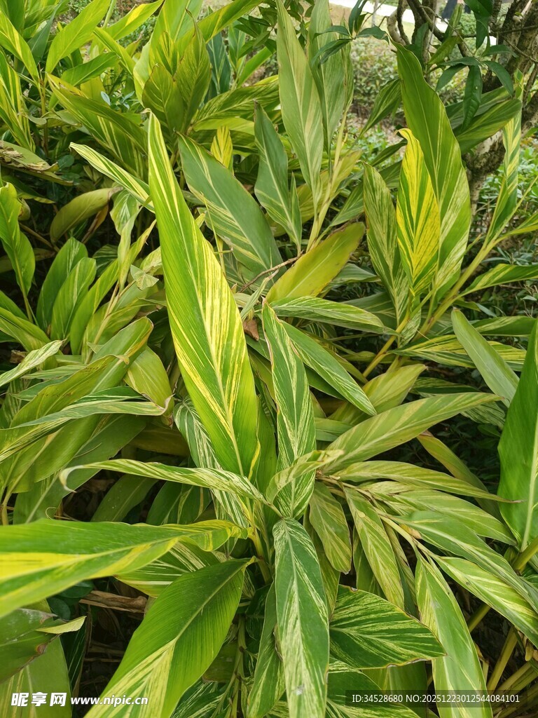 黄绿相间的斑斓叶片植物