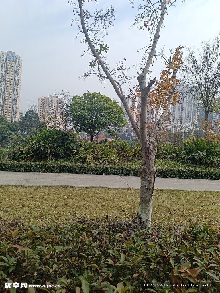 城市公园中的孤树景观