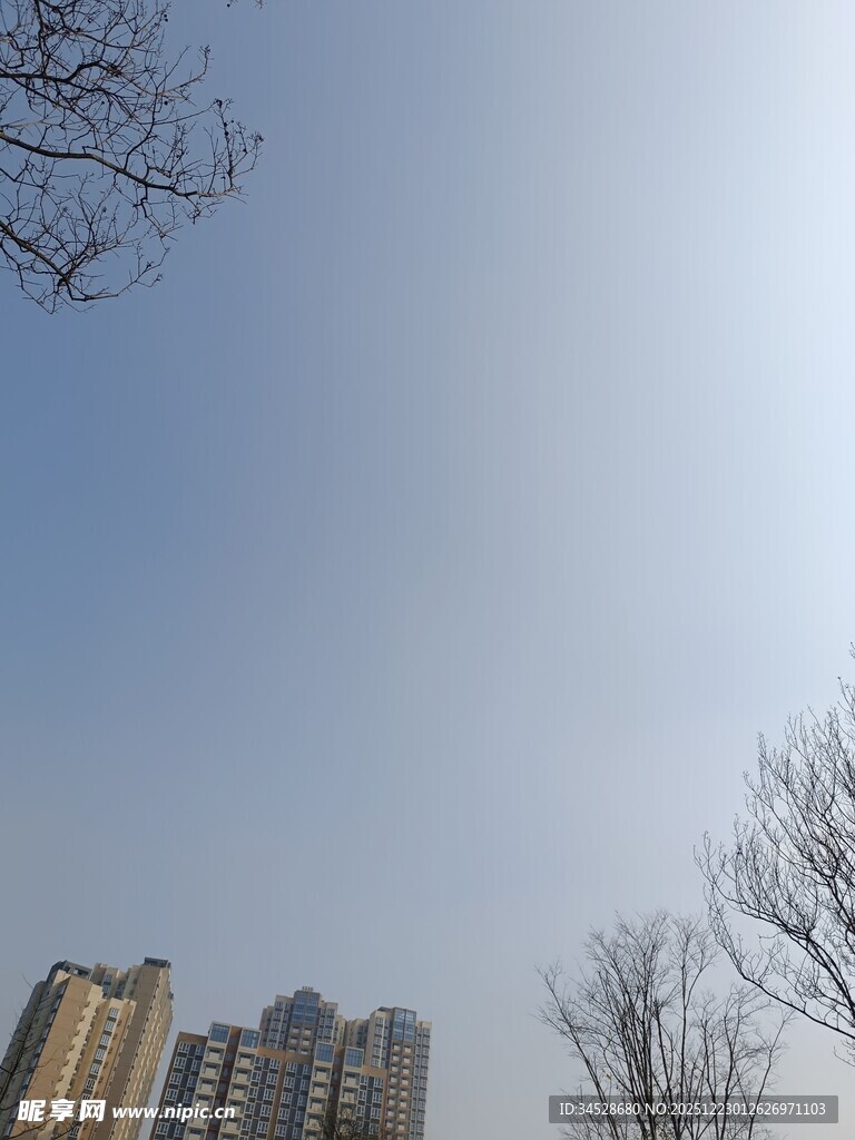 城市天际线与光秃树枝