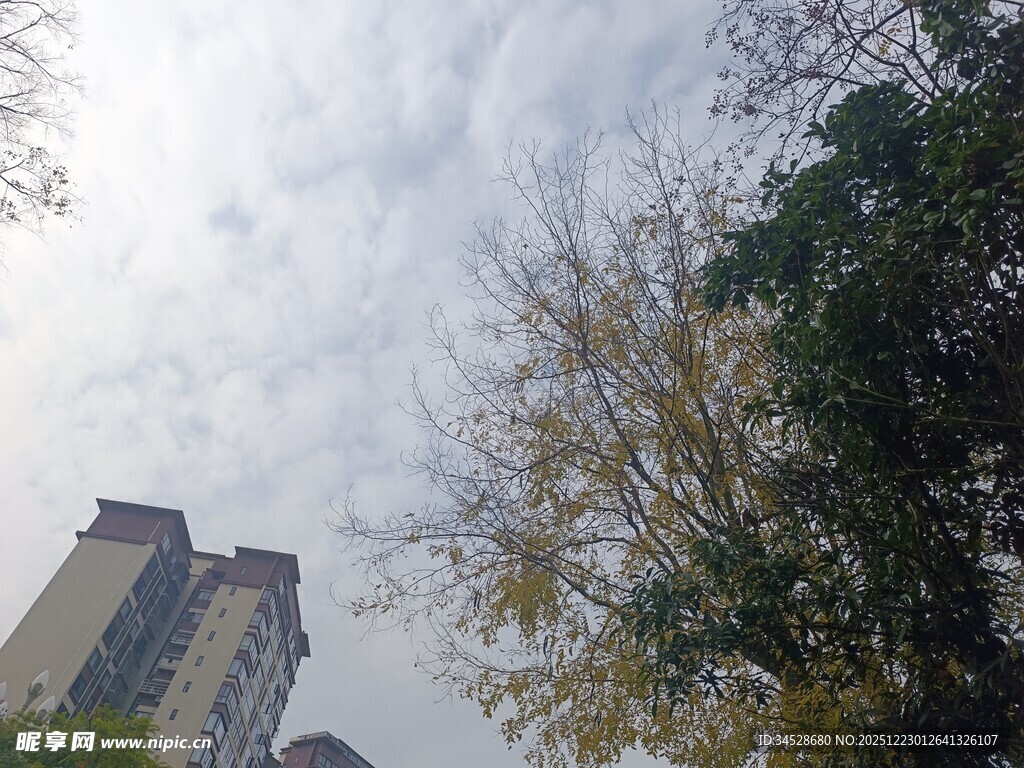 高楼旁的树木与天空景象