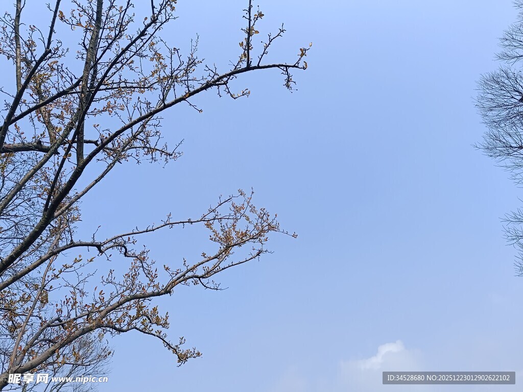 蓝天映衬下的光秃树枝
