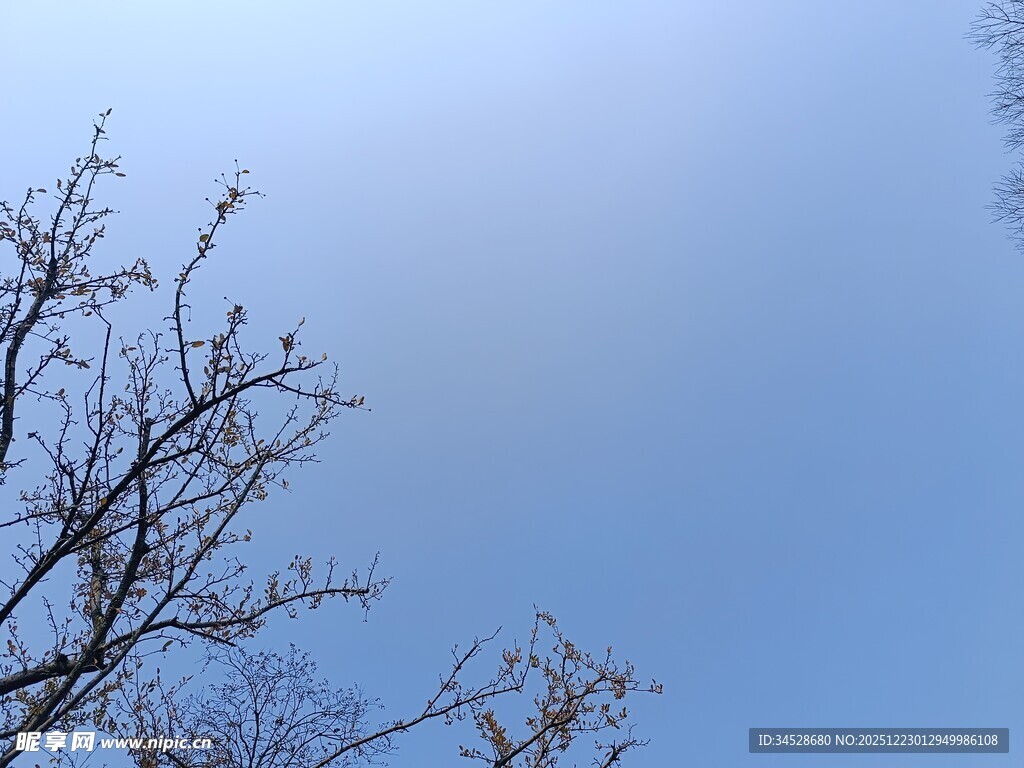 蓝天映衬下的光秃树枝