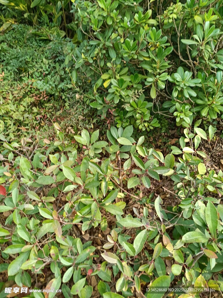 绿意盎然的植物景观