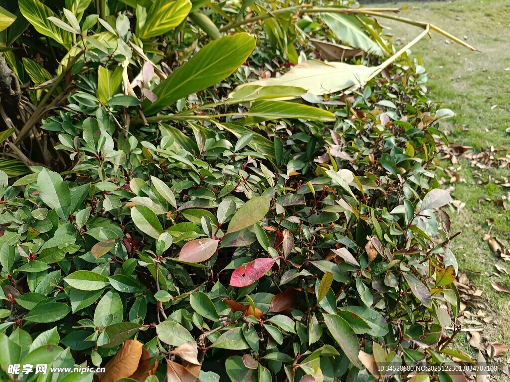 多彩叶片的植物景观