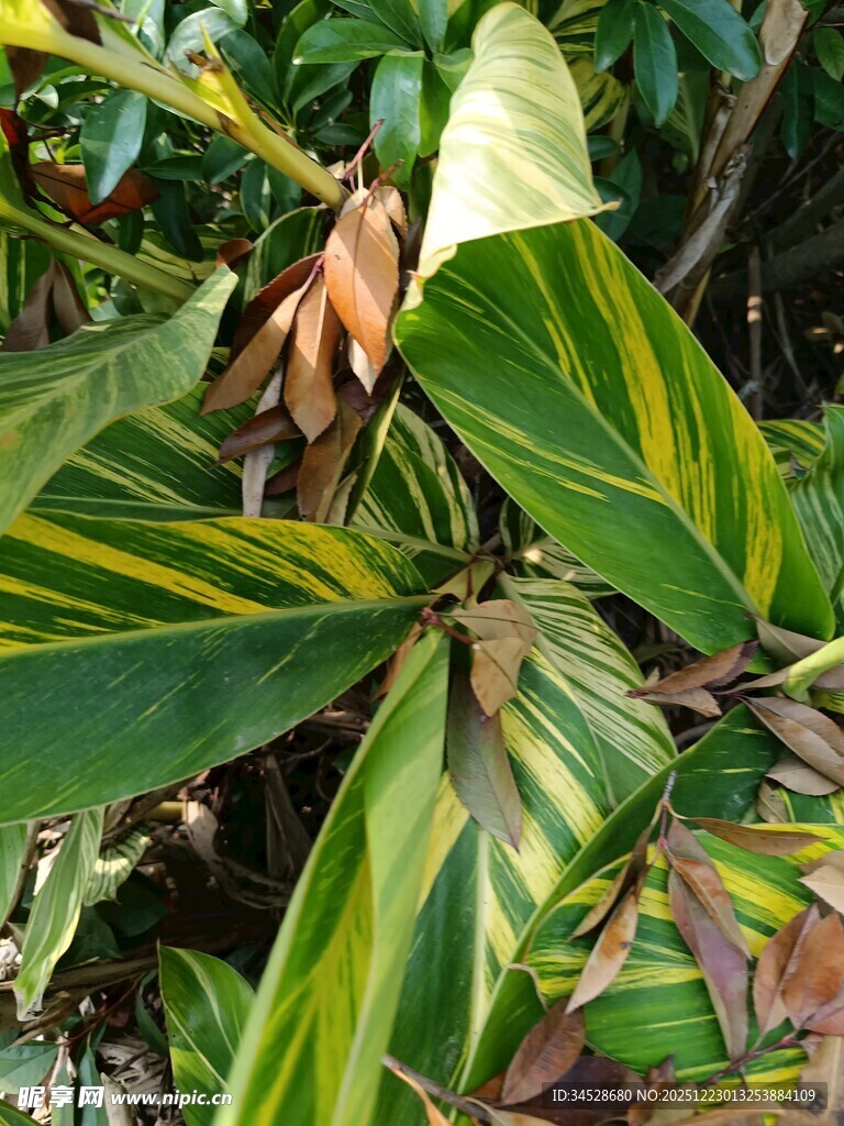 斑斓叶片的热带植物