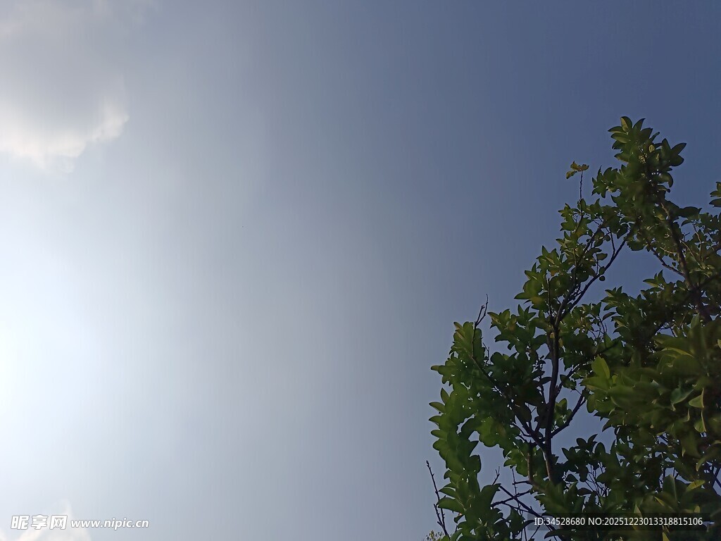 阳光下的绿树与蓝天