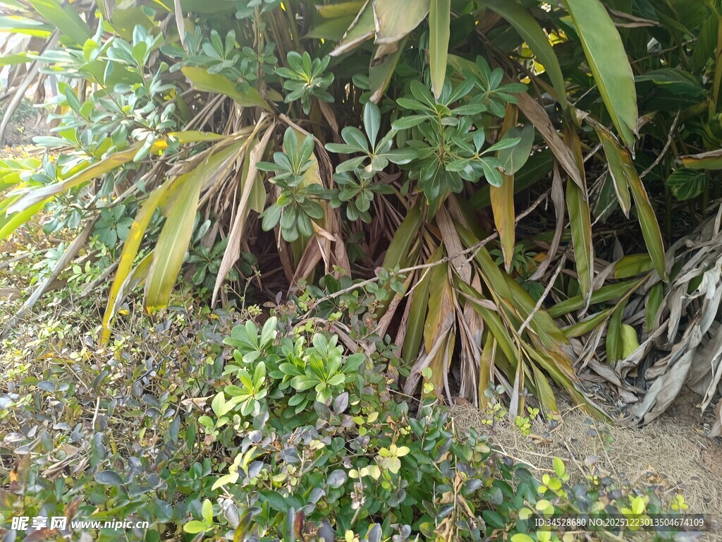 野外繁茂的植物景观