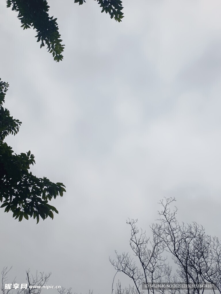树梢间的灰白天空