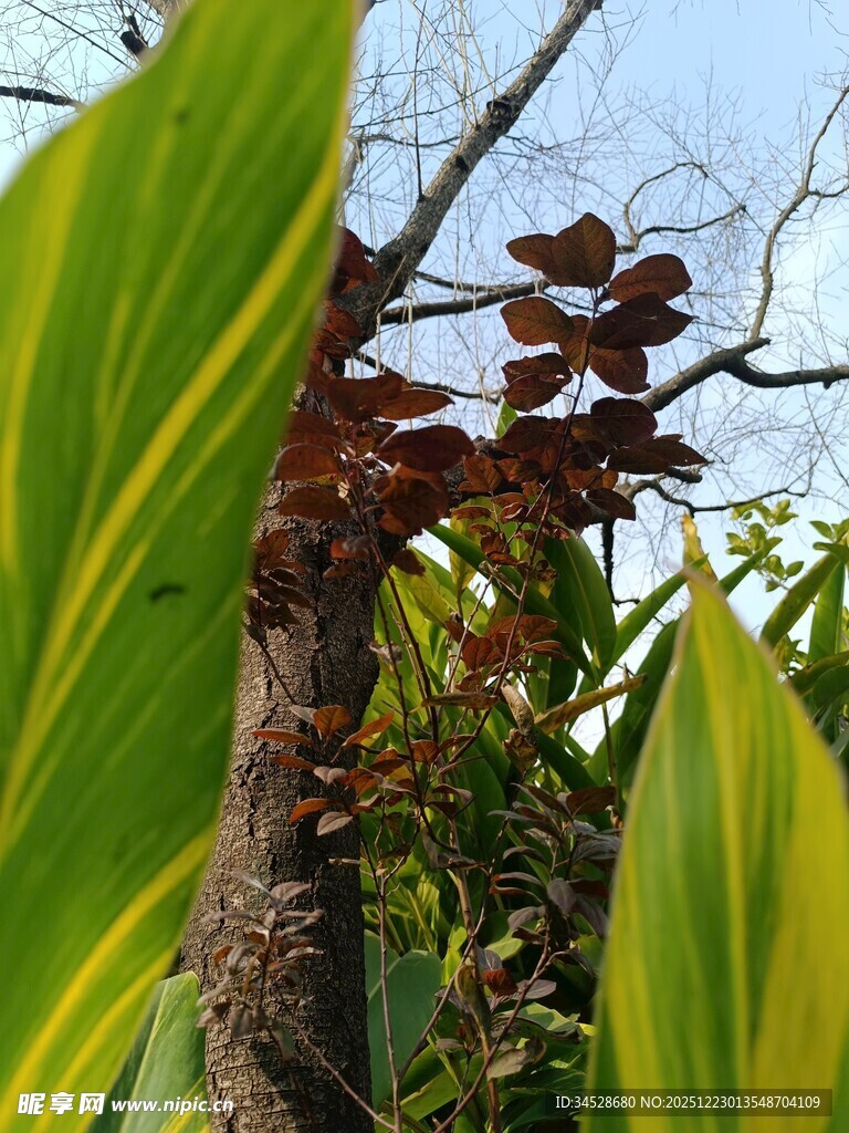 绿叶间的棕果植物景观
