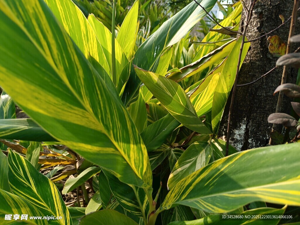 黄绿相间的斑斓叶片植物