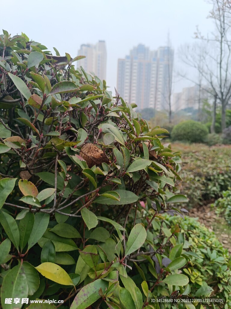 绿叶间的果实与城市远景