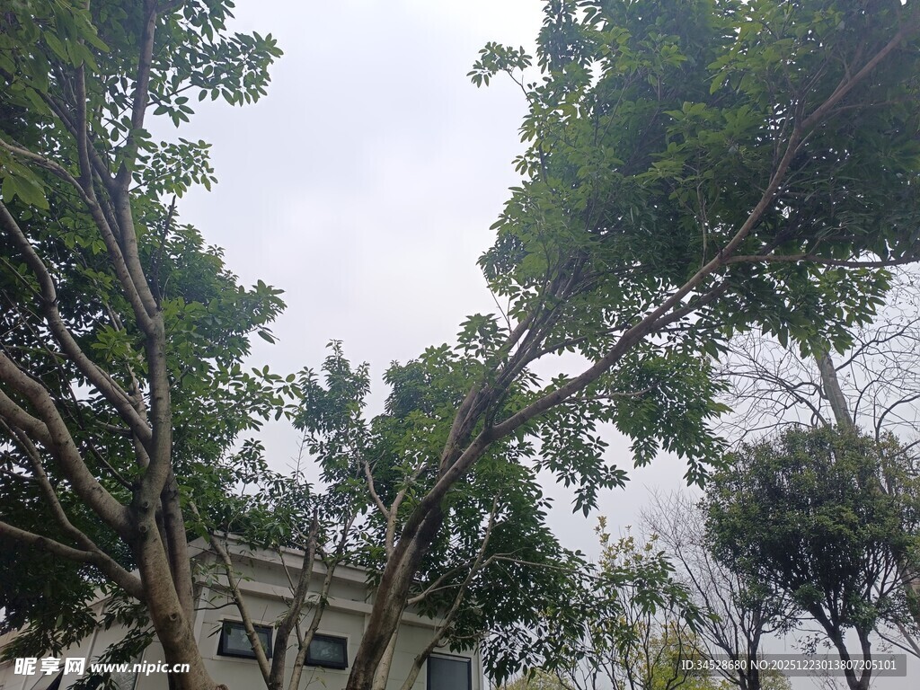 绿树环绕的建筑景观