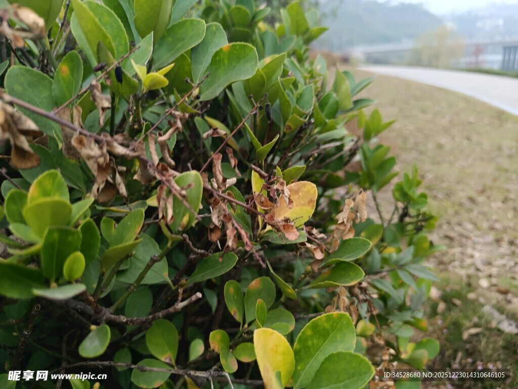绿叶间的多彩叶片景观