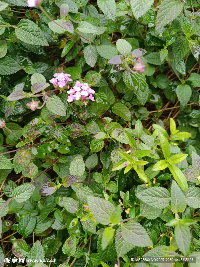 绿叶丛中的粉嫩小花