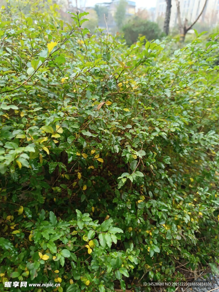 路边繁茂的绿色灌木丛