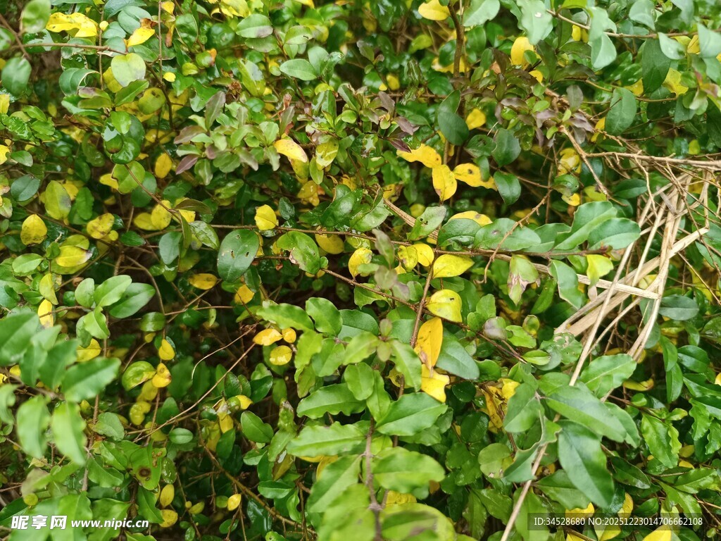 繁茂绿植中的黄色小花