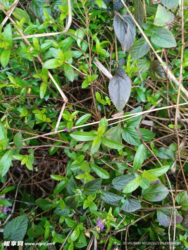 繁茂绿植的自然景象