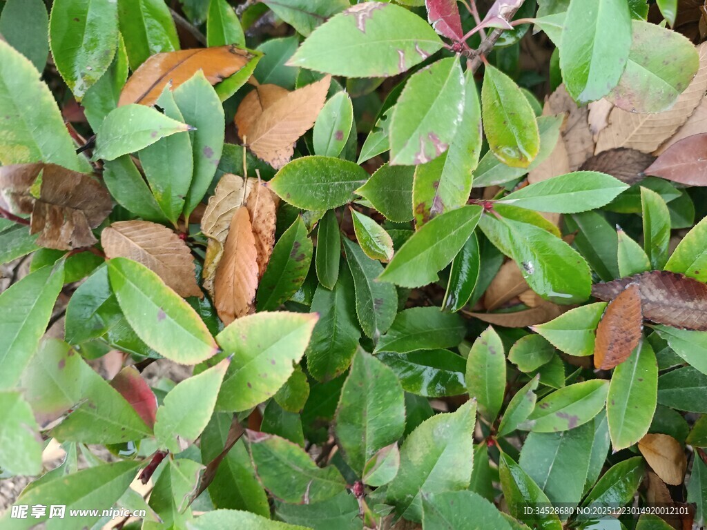 绿叶与变色叶片特写