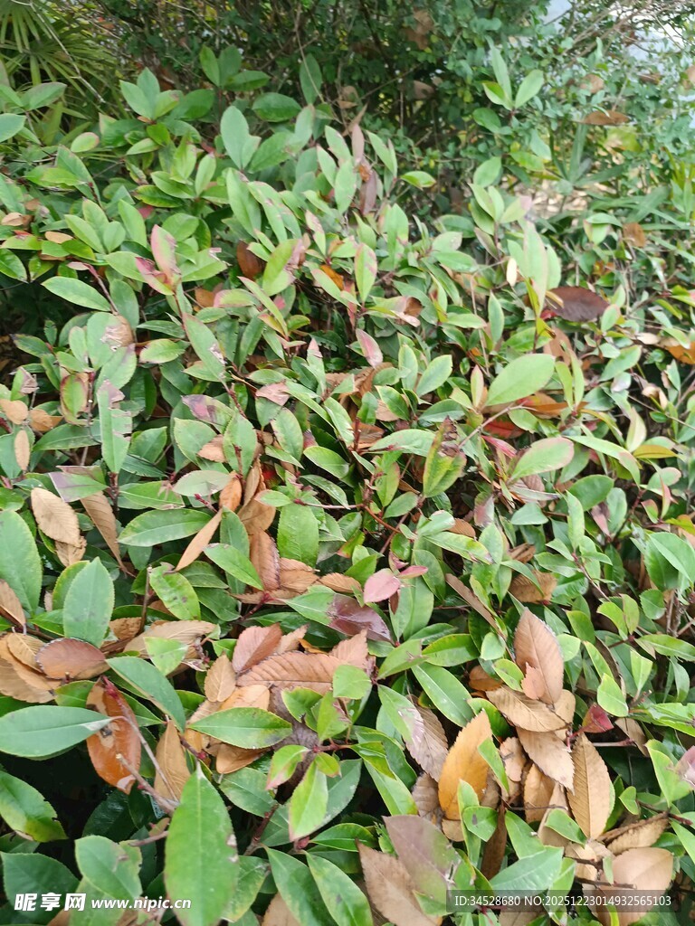 绿叶间的多彩叶片