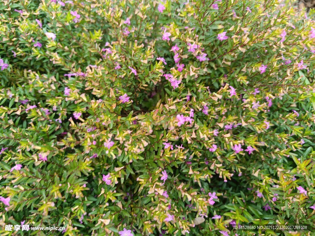 繁茂花丛中的多彩小花