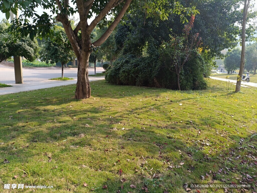 公园草地树木景观