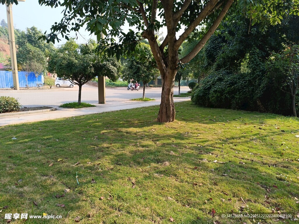 公园内的绿树与草地景观