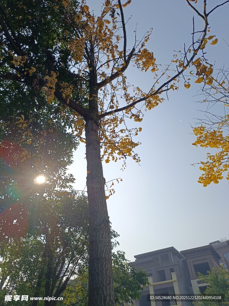 阳光下的黄叶树木