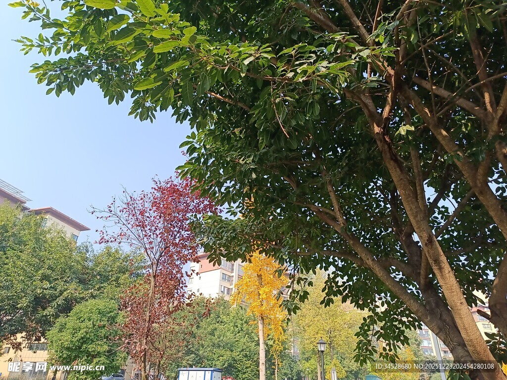 秋日多彩树木景致