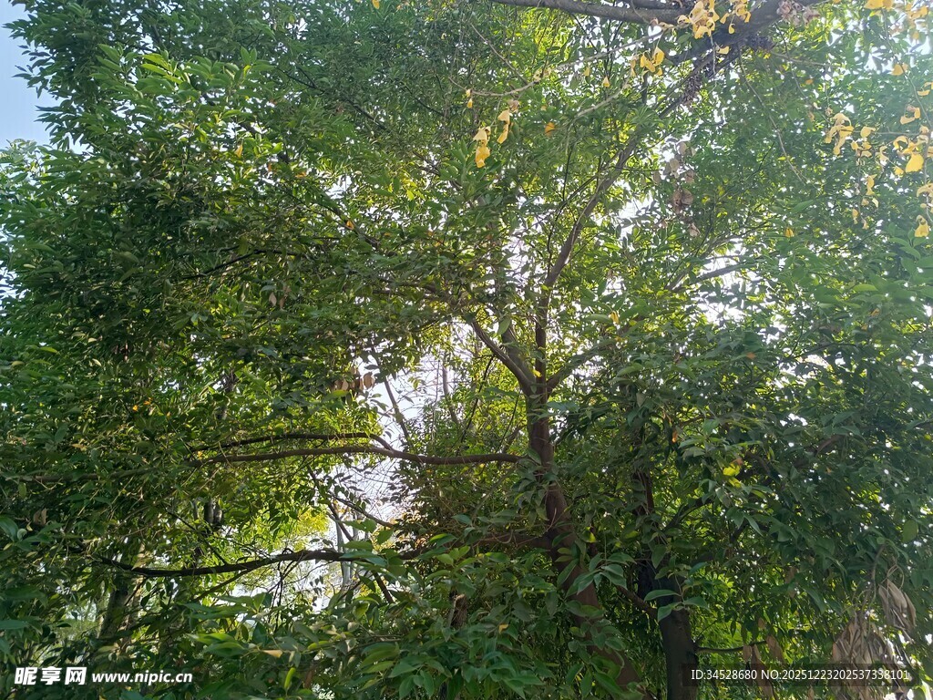 阳光照耀下的葱郁树林