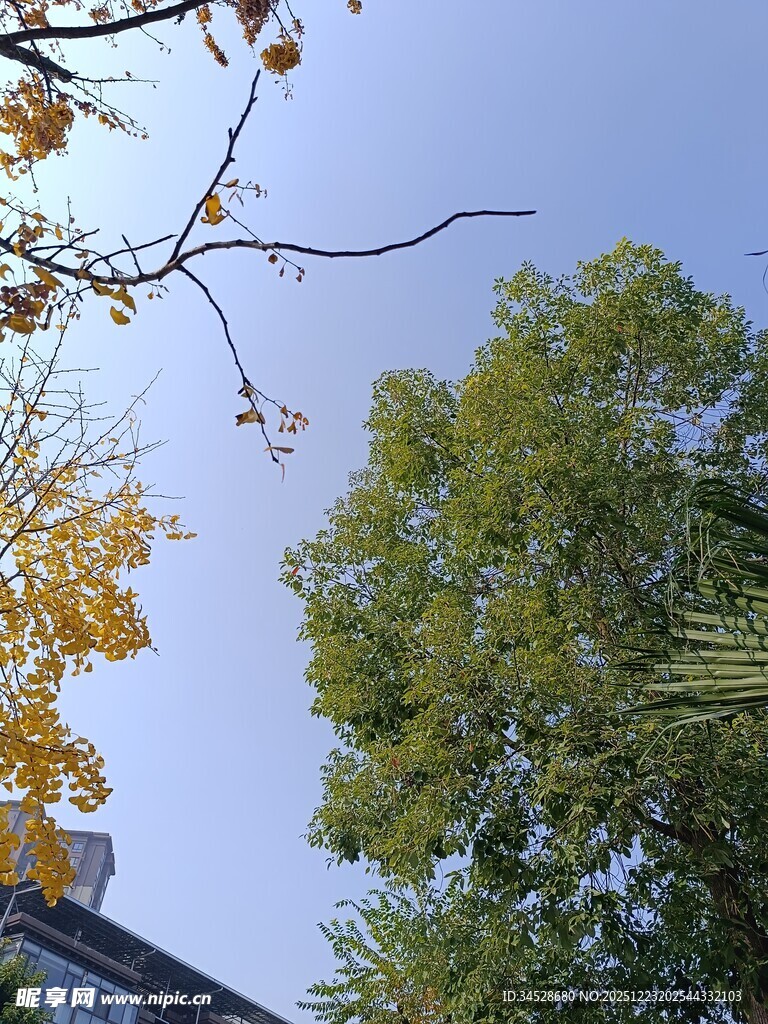 秋日树梢与蓝天景致