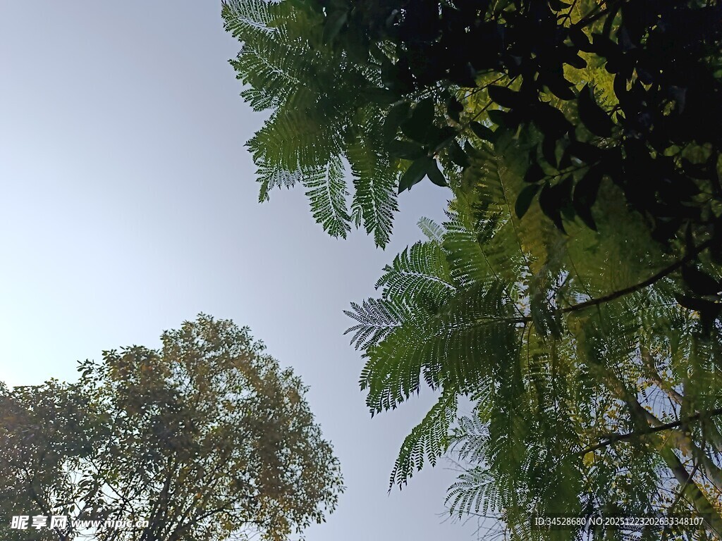 仰视繁茂绿树景观