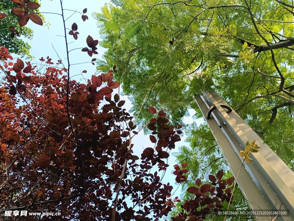 仰视多彩树木与木杆