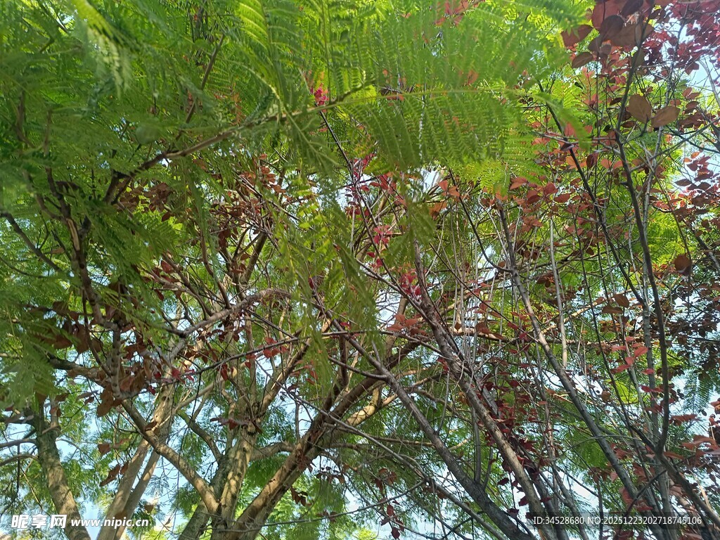 枝叶繁茂的树木景观