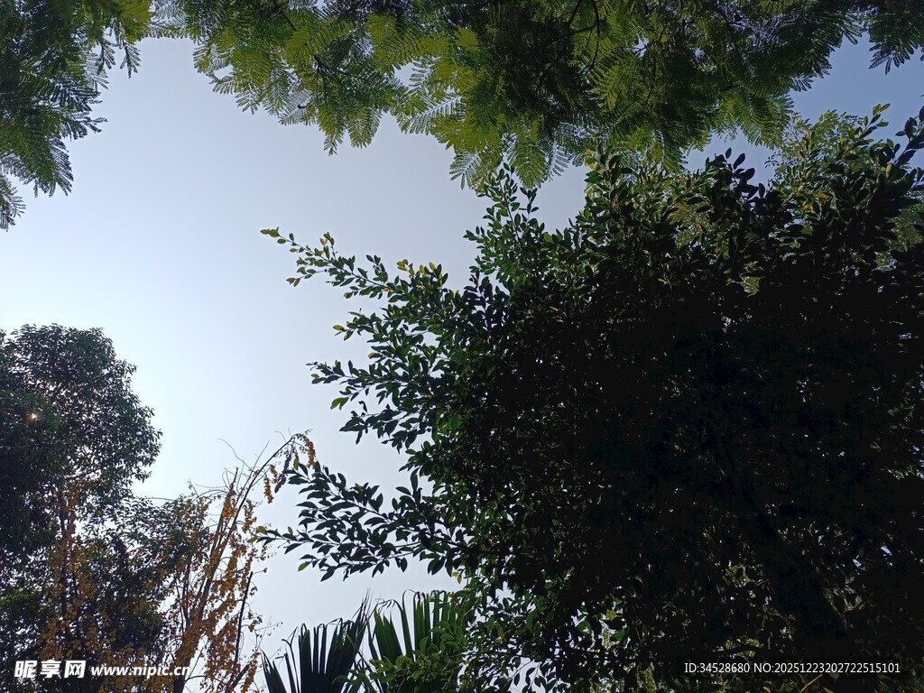 仰视茂密树林绿意盎然