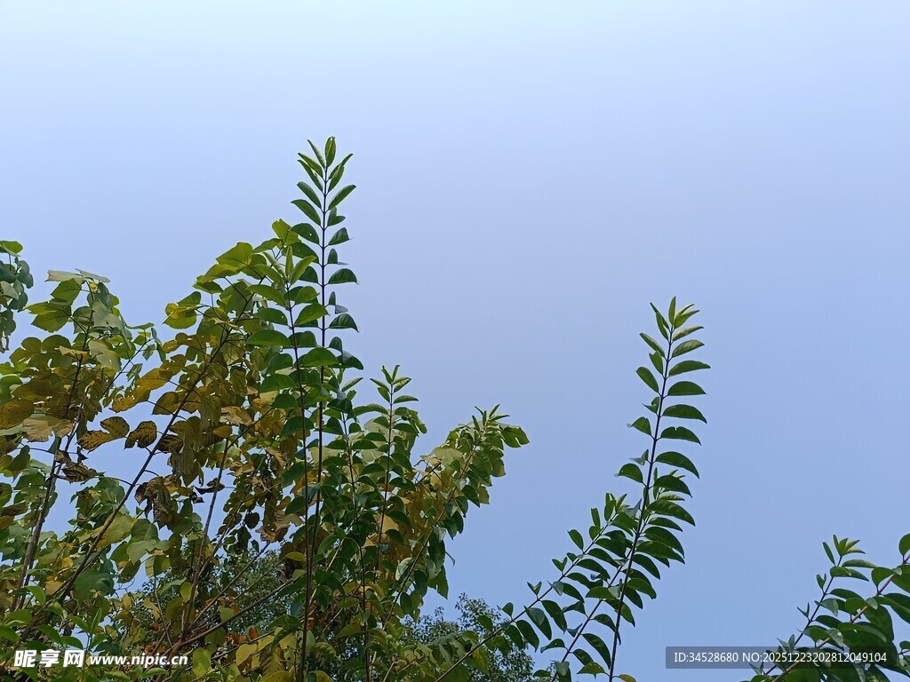 蓝天映衬下的葱郁枝叶
