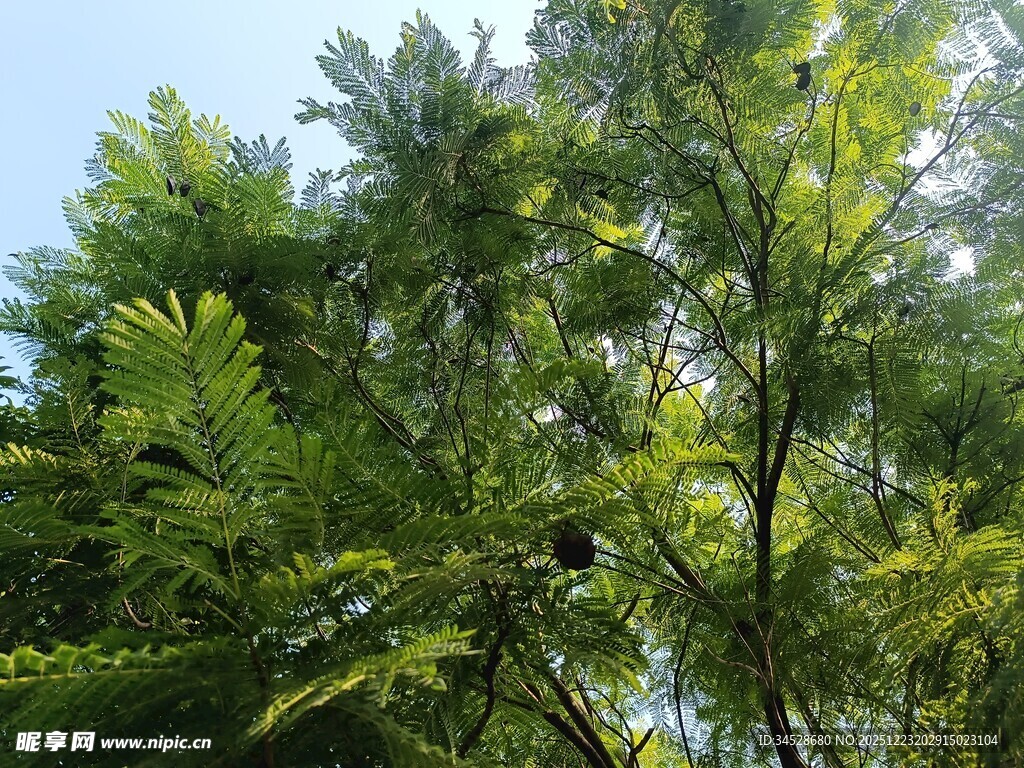 繁茂绿树展现自然生机