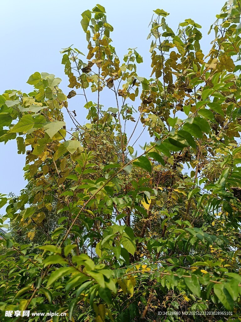 绿叶繁茂的树木景象