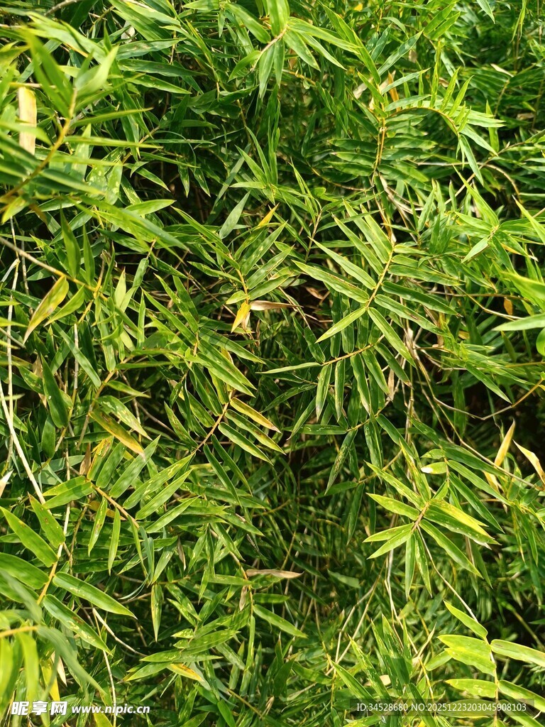 翠绿繁茂的植物景观