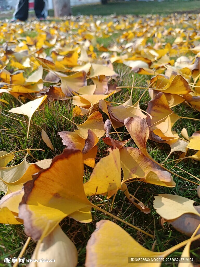 银杏落叶铺就秋日美景