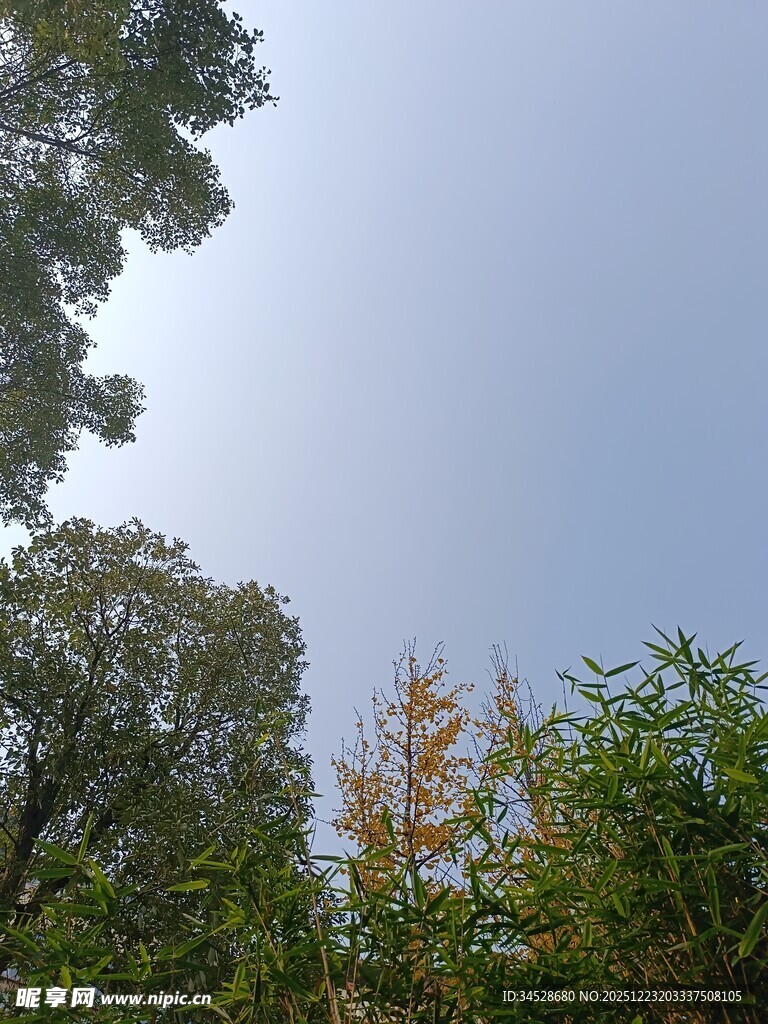 仰视绿树蓝天美景