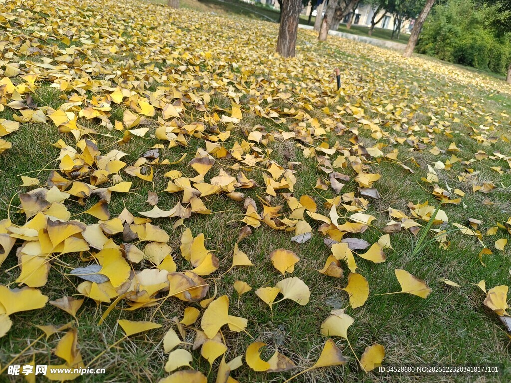 秋日银杏落叶铺满草地