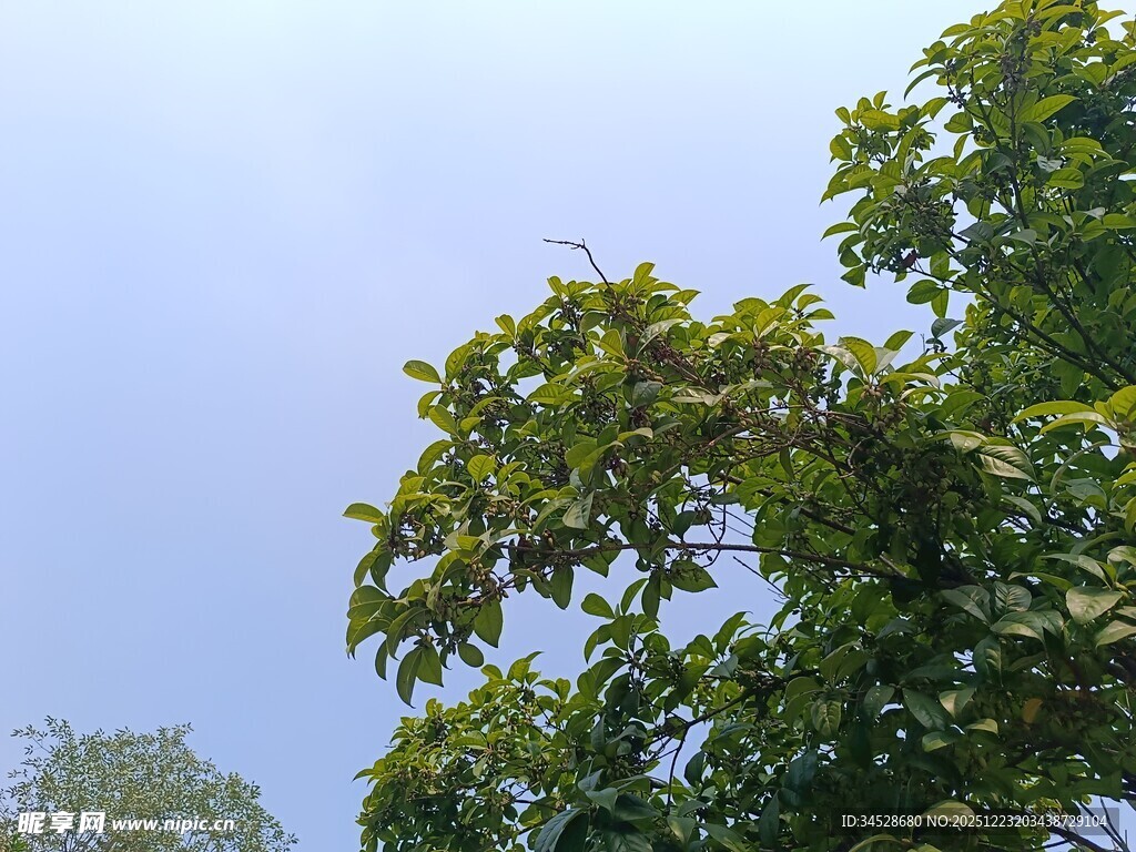 绿叶繁茂的树木